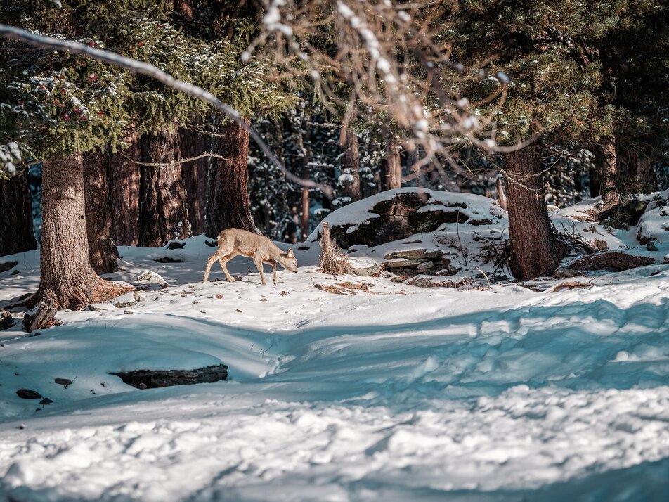 © Grächen St. Niklaus Tourismus & Gewerbe